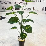 درختچه تزئینی فیکوس ابلق