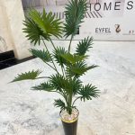 درختچه تزئینی نخل اریکا